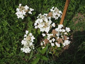 Hydrangea paniculata ‘Wim’s Red’