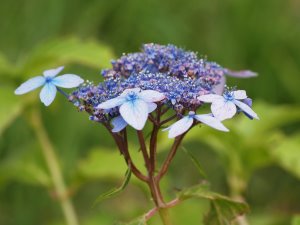 Hydrangea serrata ‘Crug Cobalt’