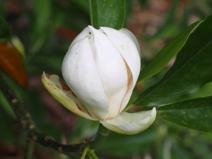 Magnolia virginiana ‘Satellite’
