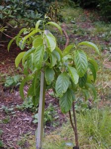 Melliodendron xylocarpum