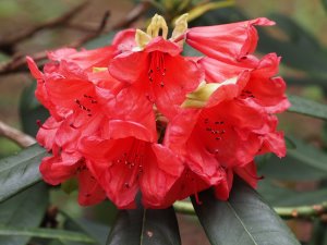 orange-red rhododendron