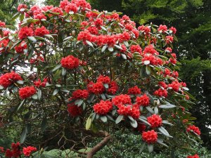 orange-red rhododendron