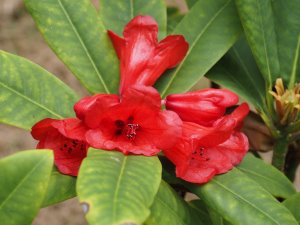 Rhododendron emarginatum