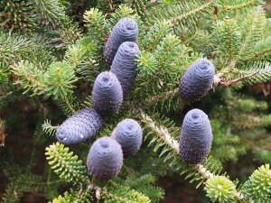 Abies koreana