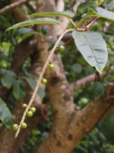 Prunus padus ‘Colorata’