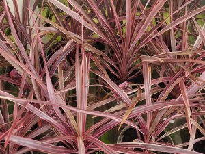 Cordyline australis ‘Salsa’