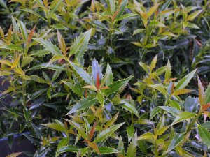 Ilex aquifolium ‘Myrtifolia’