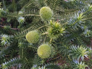 Araucaria bidwillii