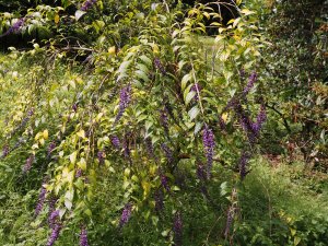 Buddleia lindleyana