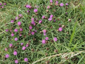 Centaurea nigra