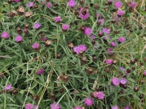 Centaurea nigra