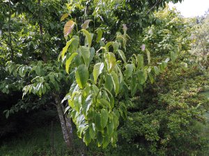 Magnolia zenii