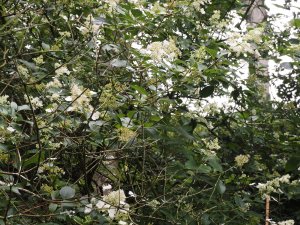 Hydrangea paniculata ‘White Lady’