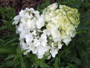 Hydrangea paniculata ‘Polar Bear’