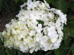 Hydrangea paniculata ‘Polar Bear’