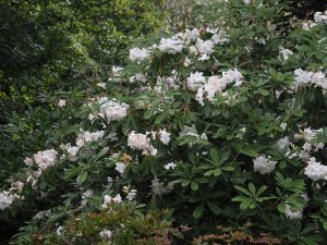 Rhododendron ‘Polar Bear’