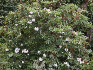 Rhododendron ‘Polar Bear’