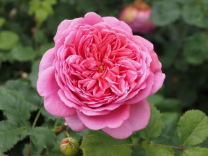 Rosa ‘Princess Alexandra of Kent’