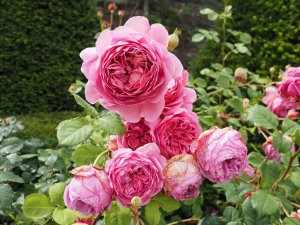 Rosa ‘Princess Alexandra of Kent’