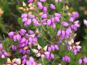 Erica cinerea