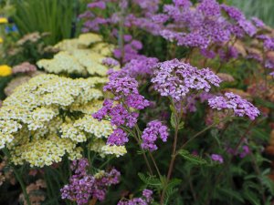 Achillea ‘Summer Fruits Lemon’ and Achillea ‘Lilac Beauty’