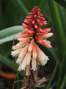 Kniphofia ‘Orange Vanilla Pop’