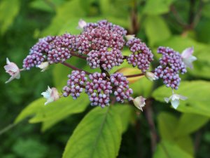 Hydrangea robusta ‘Tatiana’