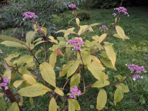 Hydrangea robusta ‘Tatiana’