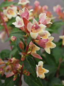 Abelia x grandiflora ‘Sunny Charms’