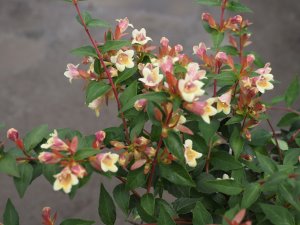 Abelia x grandiflora ‘Sunny Charms’