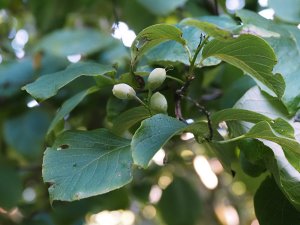 Styrax obassia