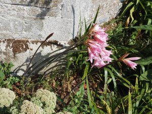 Amaryllis belladonna and Sedum spectabile