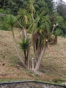 Cordyline australis