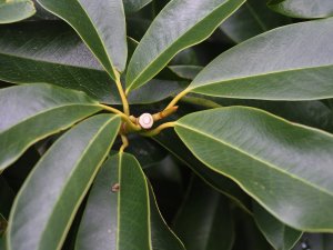 Manglietia (Magnolia) insignis