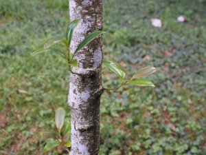 Magnolia nitida