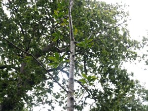 Magnolia nitida