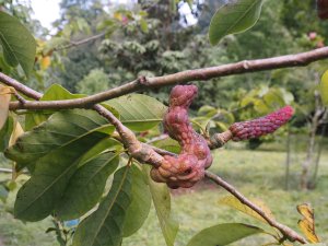 Magnolia sprengeri ‘Burncoose’