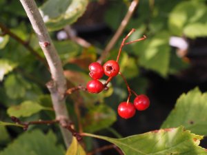 Crataegus dahurica