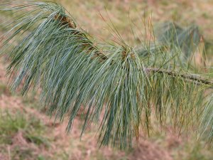 Pinus wallichiana