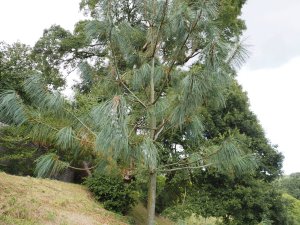 Pinus wallichiana