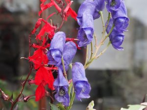 Lobelia cardinalis ‘Queen Victoria’ and Aconitum carmichaelii ‘Arendsii’