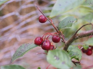 Cotoneaster wilsonii