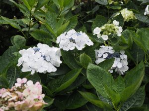 Hydrangea ‘Lanarth’