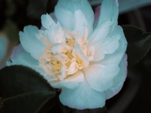 Camellia sasanqua ‘Paradise Vanessa’