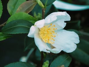 Camellia ‘Shinonome’
