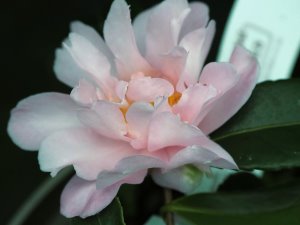 Camellia ‘Winter’s Charm’