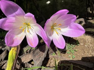 colchicum