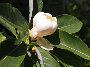 Magnolia ‘Nimbus’