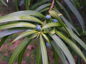 Podocarpus henkellii