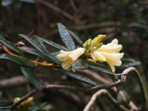 Rhododendron ‘Yellow Hammer’